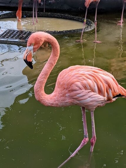 Ueno Zoo-5